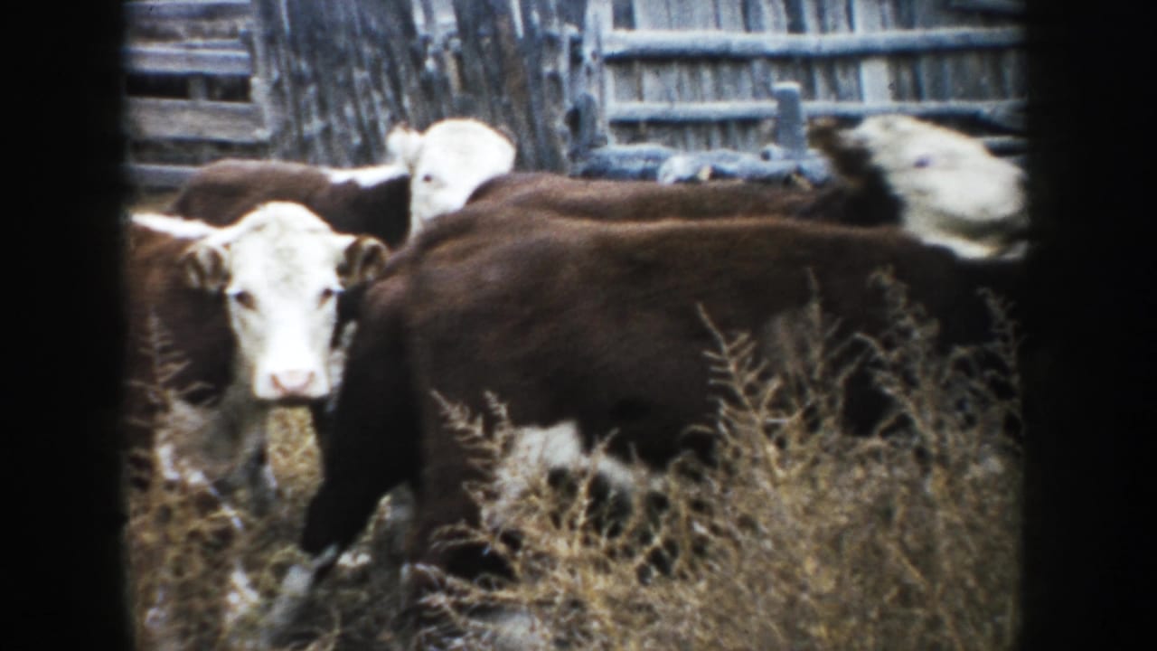 A white-faced Hereford stands among other cattle in dry South Dakota grass, backed by weathered wooden farm fencing.