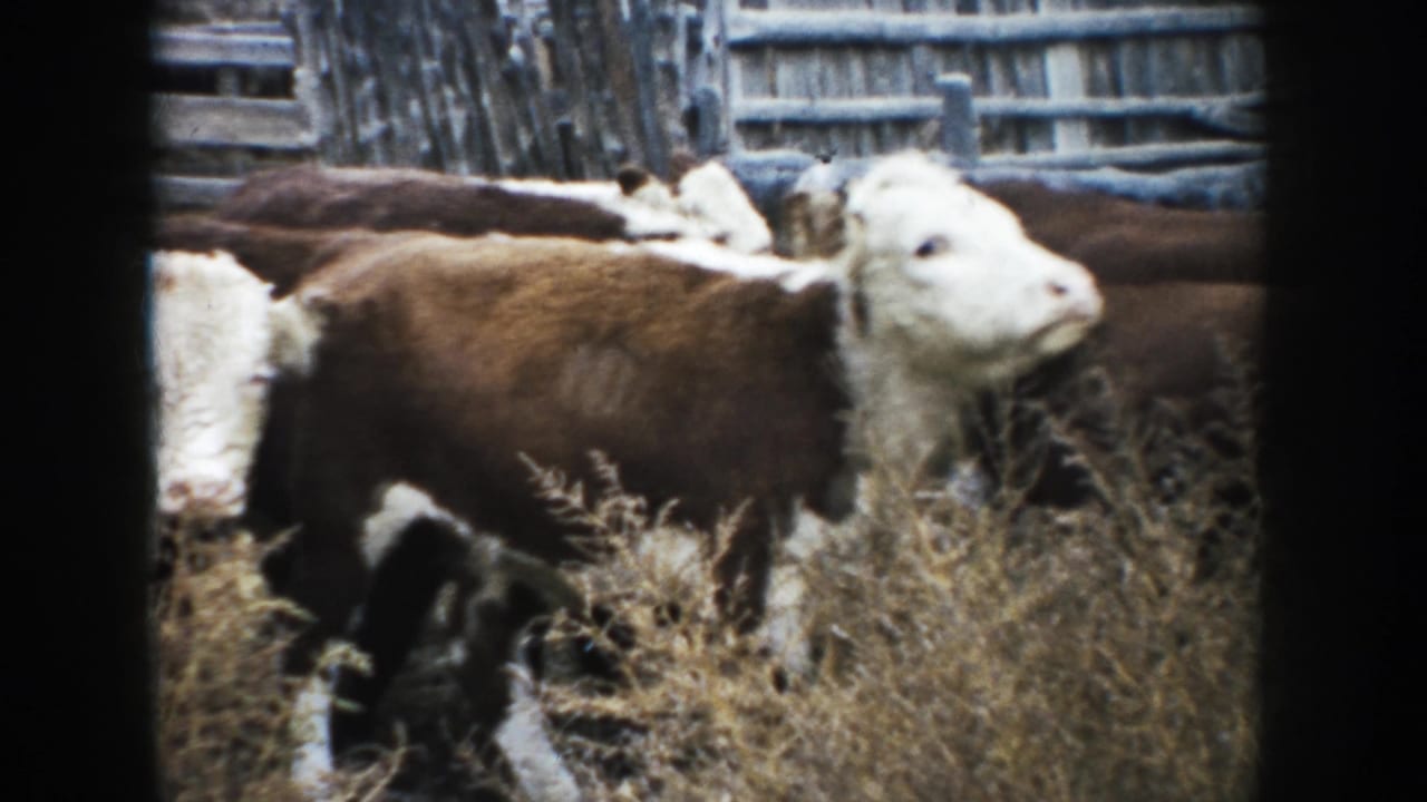Brown and white cattle move across the frame in 1953 South Dakota home-movie footage, partly obscured by dry field grass.