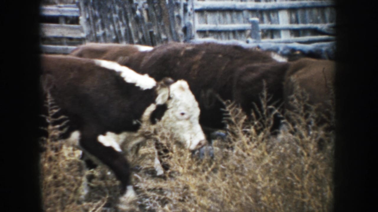 A Hereford cow lowers its head near brush as the herd continues past a weathered fence in rural South Dakota footage.