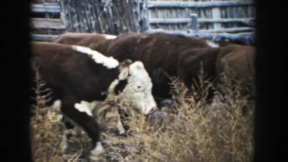 A Hereford cow lowers its head near brush as the herd continues past a weathered fence in rural South Dakota footage.