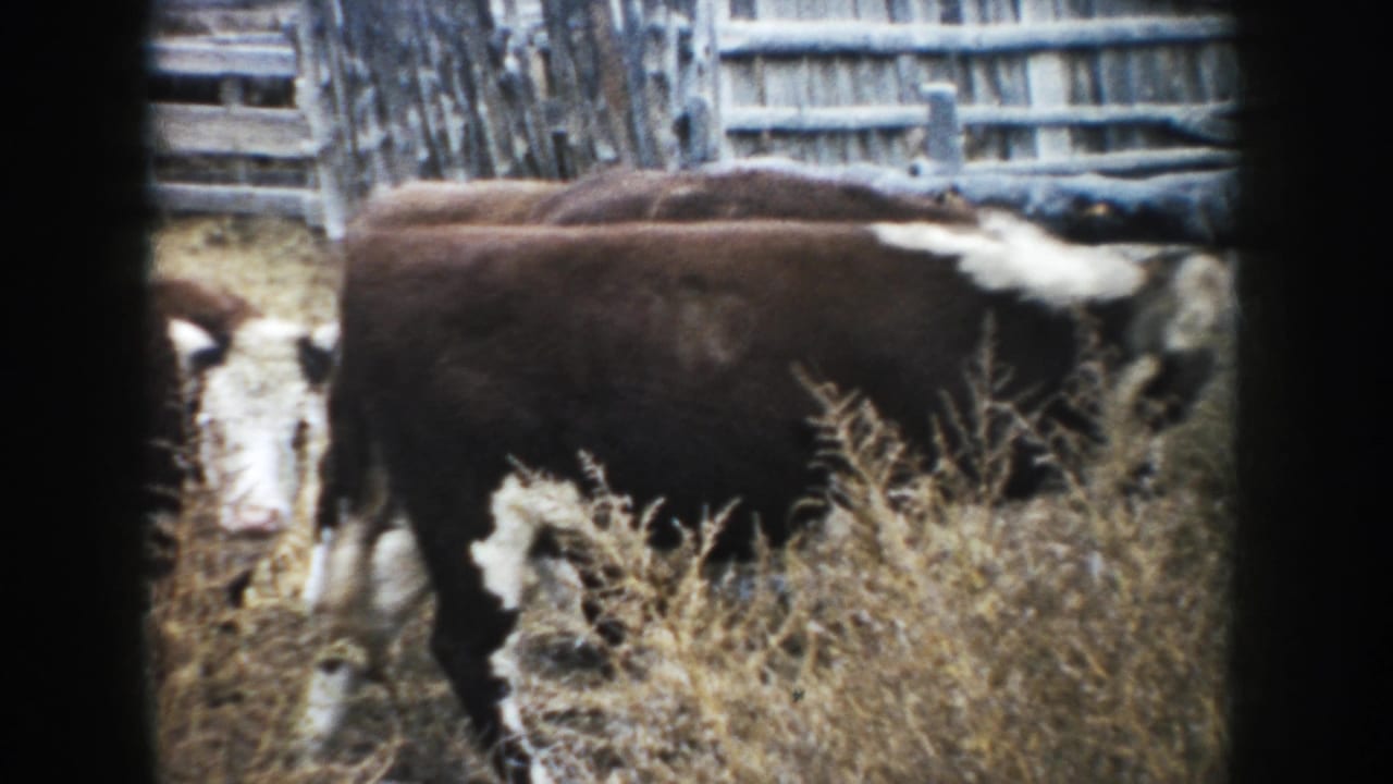Brown-and-white cattle stand in dry grass beside rough wooden corral fencing.