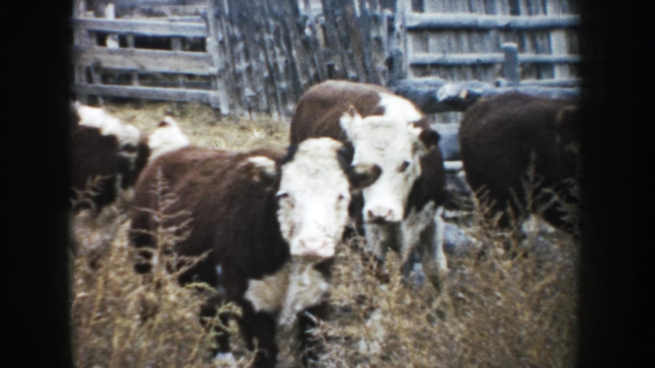 Brown-and-white cattle in a South Dakota corral look toward the camera, with dry weeds and weathered wooden fencing in the background.