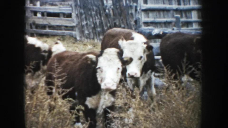 Brown-and-white cattle in a South Dakota corral look toward the camera, with dry weeds and weathered wooden fencing in the background.