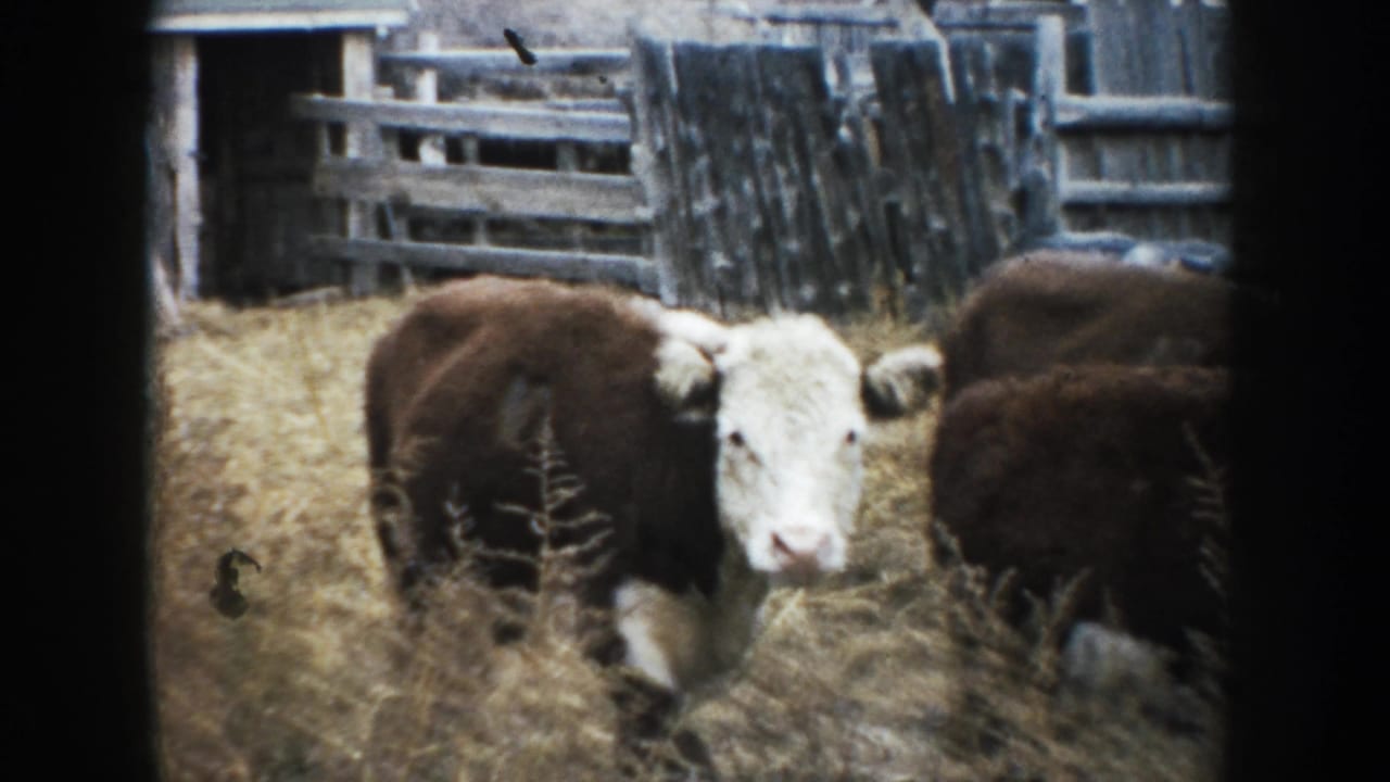 A white-faced brown cow stands in a dry South Dakota farm corral, with another cow nearby and rough timber fencing behind it.