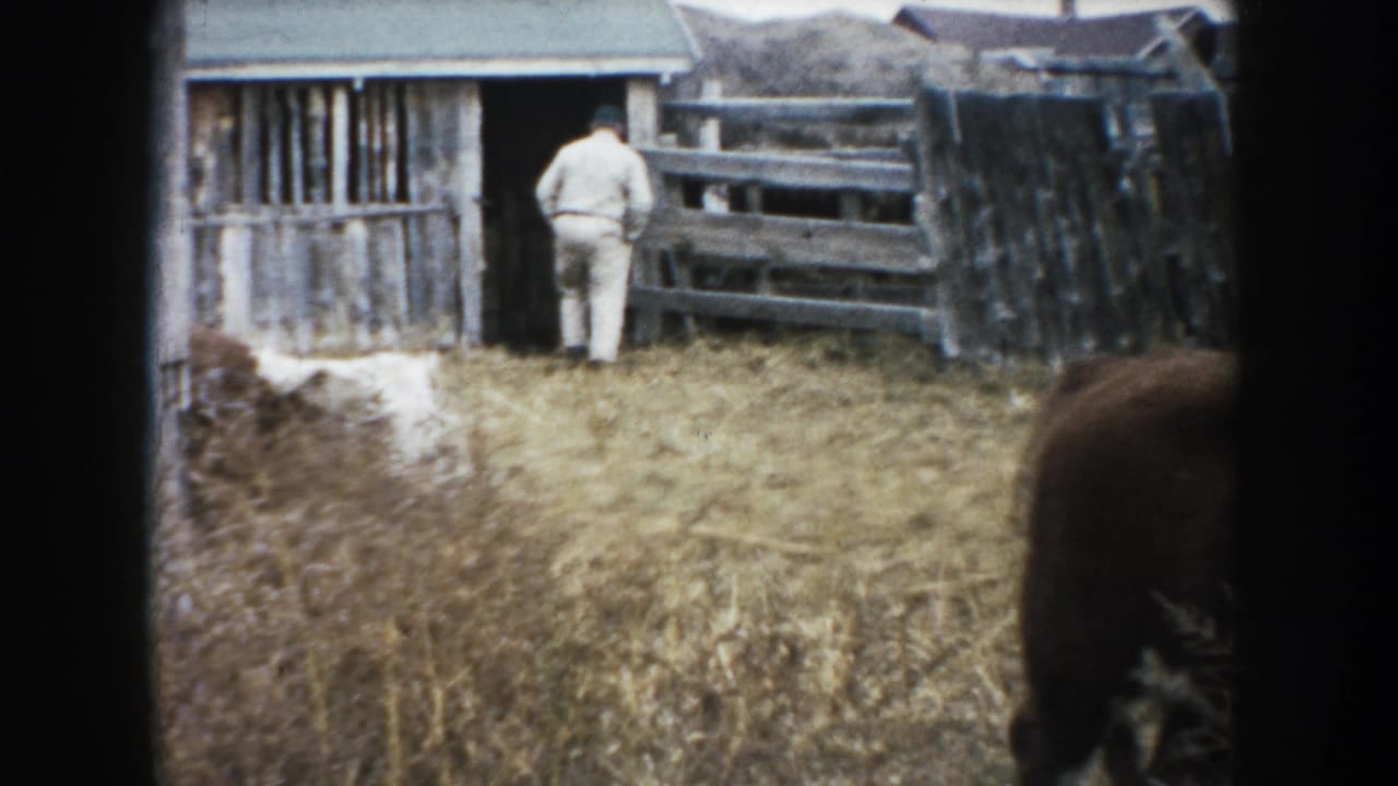 A man in light clothing walks near a barn doorway in the South Dakota farmyard while cattle stand in the foreground and fencing surrounds the corral.