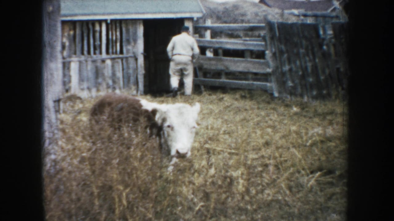 Cow in dry grass while a farmer stands near a weathered wooden barn and gate.
