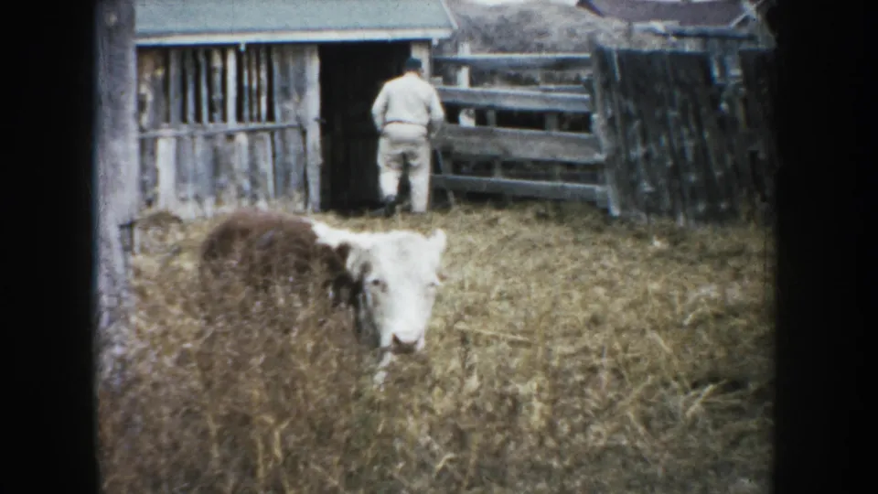 1953 South Dakota farm scene with a cow in the foreground and an adult farmer near a rough wooden barn and fence.