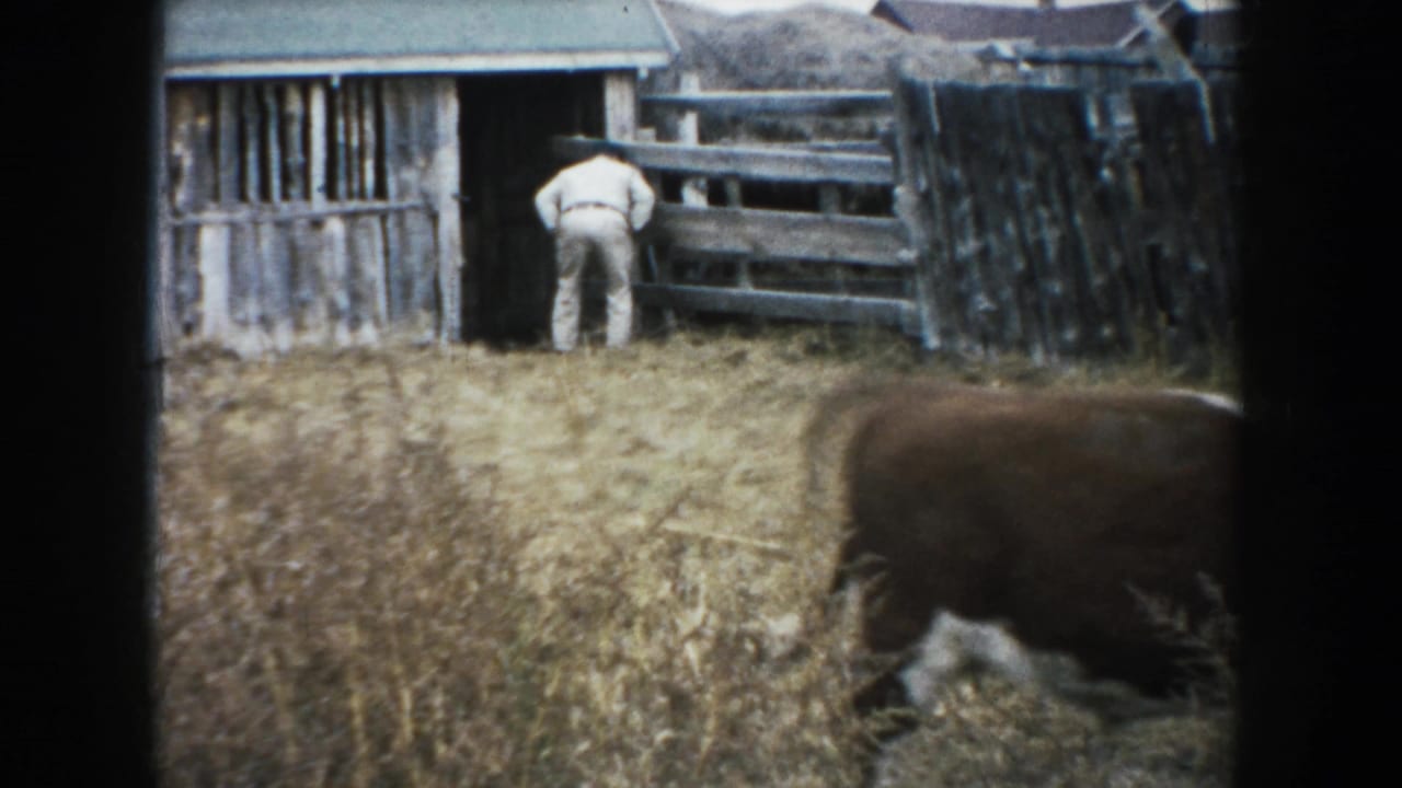 On a South Dakota farm in 1953, the farmer leans near the wooden gate while the cow walks across dry grass.