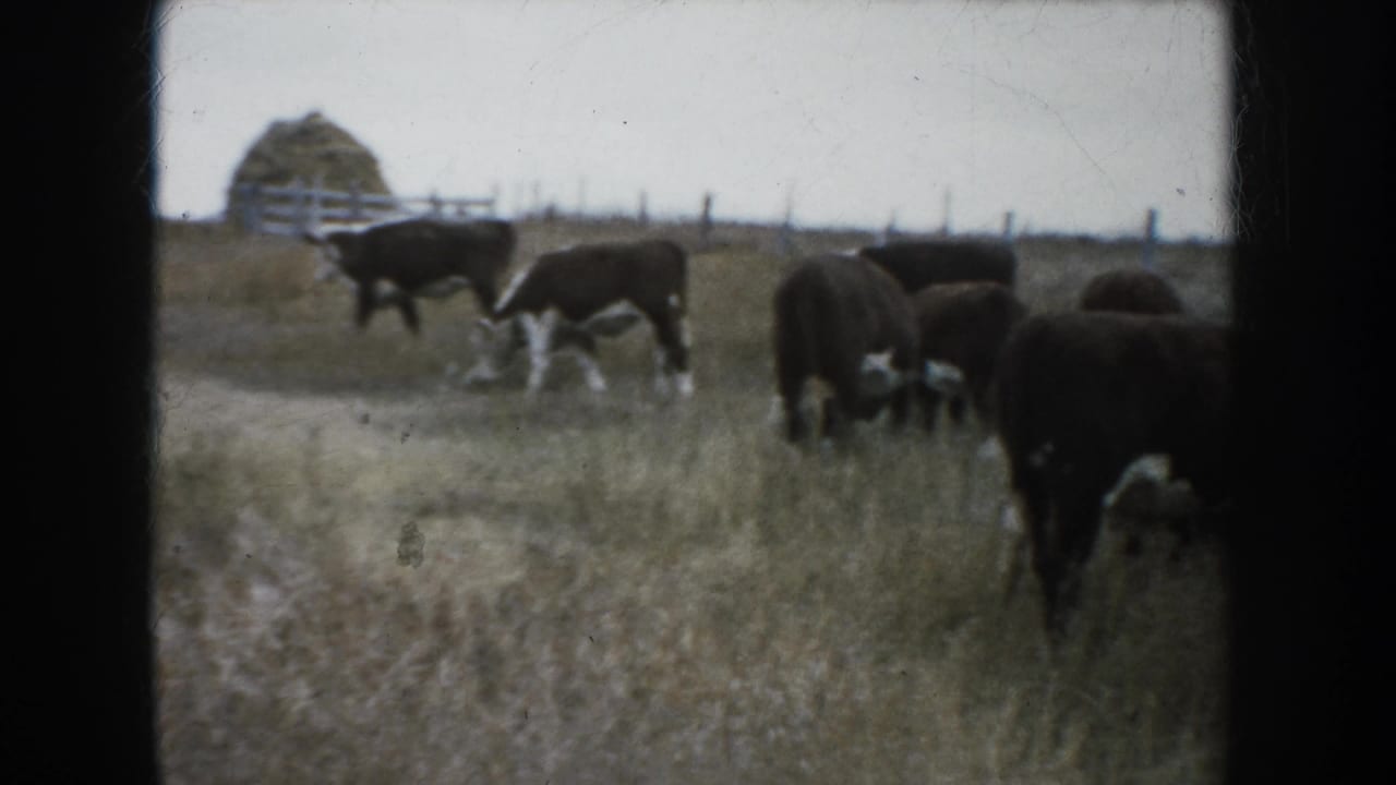 1953 South Dakota pasture view with black and white cattle grazing in dry grass, fence posts along the horizon, and a distant haystack or hay bale.