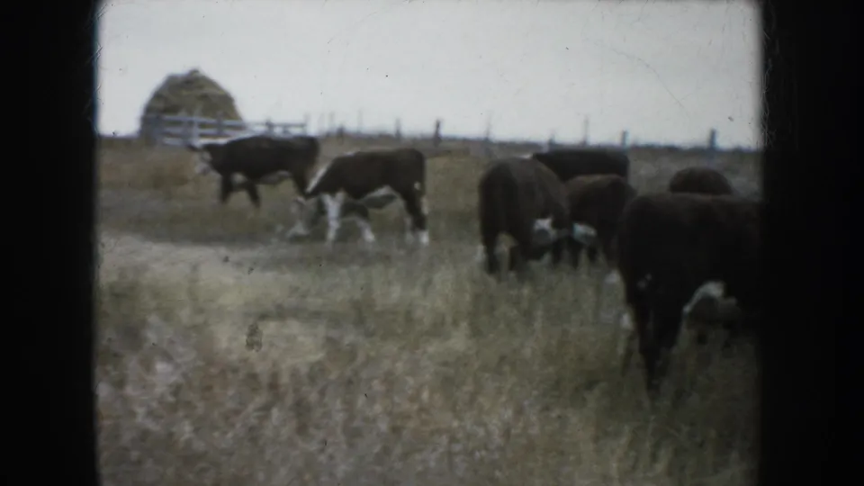 1953 South Dakota pasture view with black and white cattle grazing in dry grass, fence posts along the horizon, and a distant haystack or hay bale.