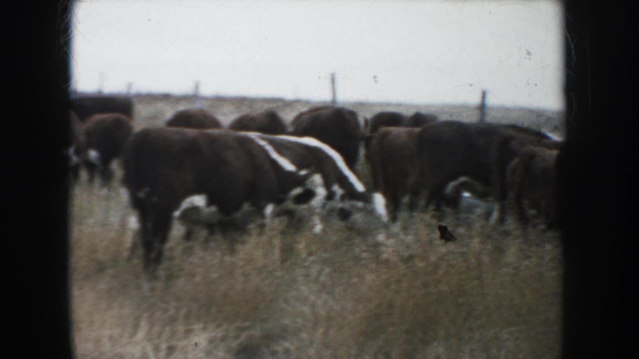 1953 South Dakota 8mm frame with a closer herd of black and white cattle grazing in tall yellow grass beneath a pale sky.