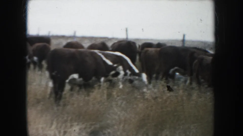1953 South Dakota 8mm frame with a closer herd of black and white cattle grazing in tall yellow grass beneath a pale sky.