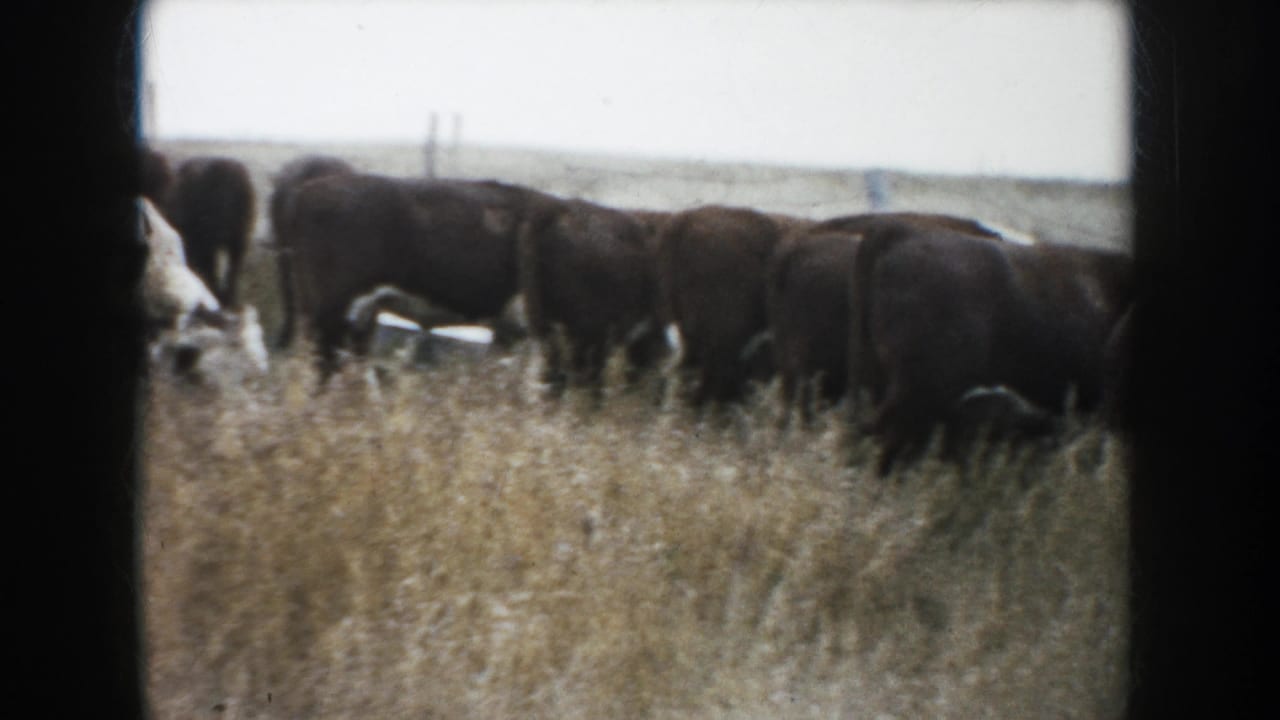 1953 South Dakota home-movie frame showing dark cattle clustered in yellow pasture grass, with open land and faint fence posts in the background.