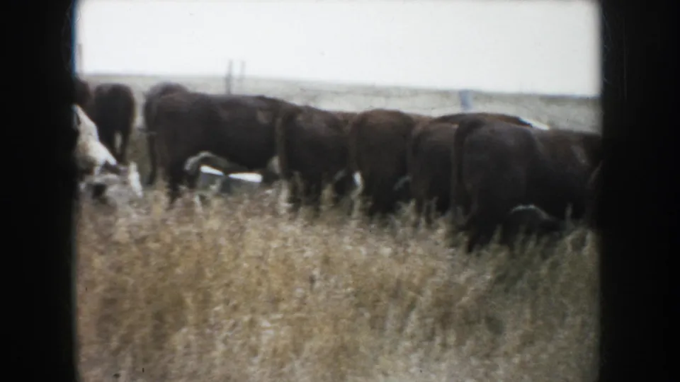 1953 South Dakota home-movie frame showing dark cattle clustered in yellow pasture grass, with open land and faint fence posts in the background.