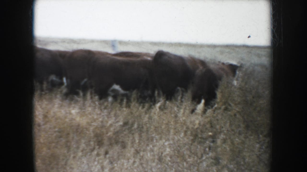 Cattle grazing in tall dry grass under an open sky.