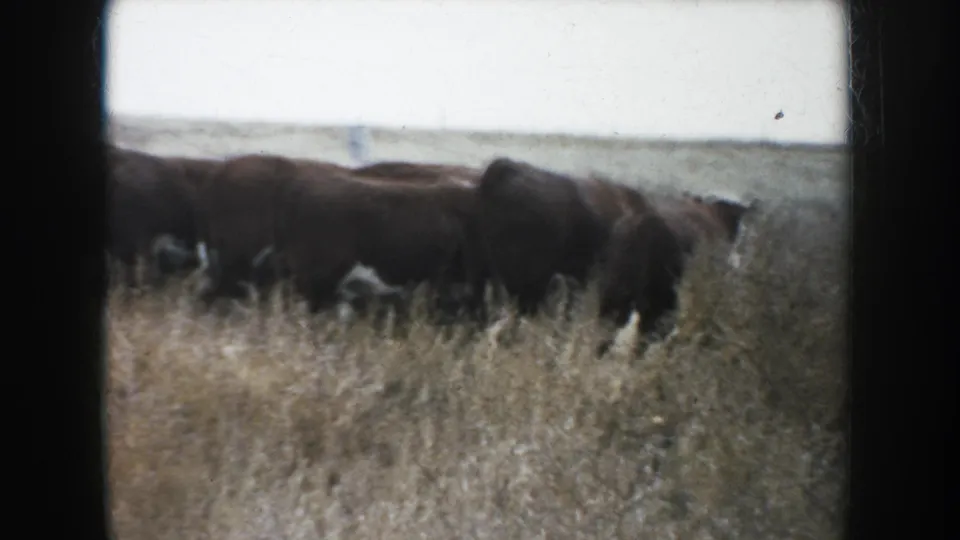 Cattle stand and graze in a dry South Dakota field in a soft 1950s 8mm home-movie frame.
