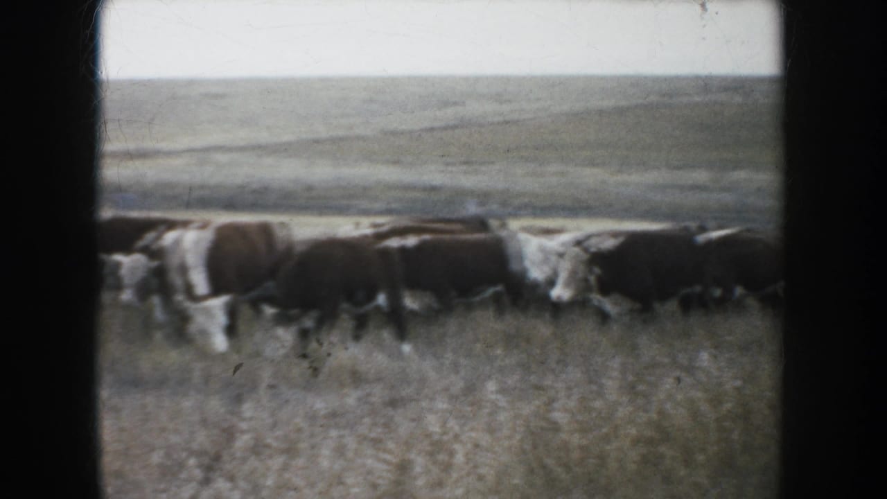 1953 South Dakota 8mm frame showing cattle grazing and walking through tall dry grass on an open prairie.