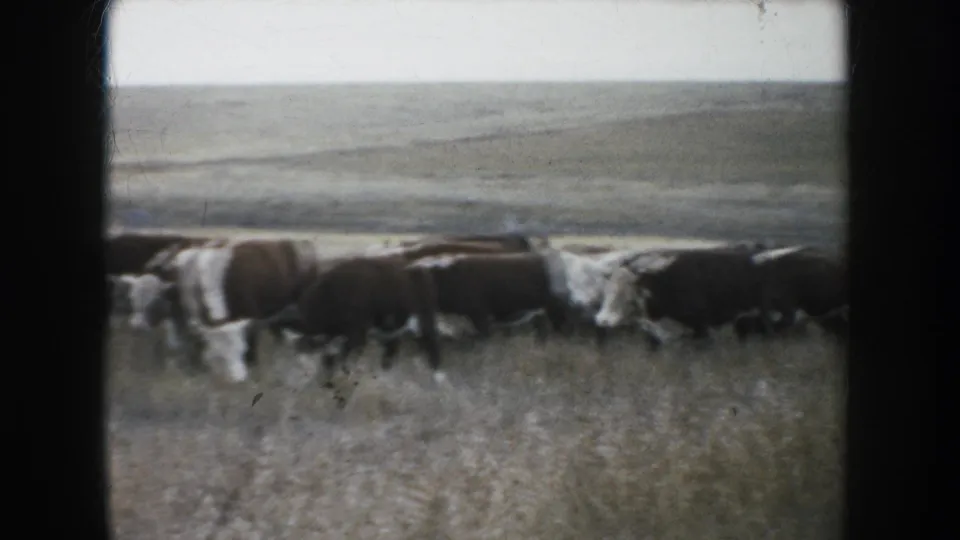 1953 South Dakota 8mm frame showing cattle grazing and walking through tall dry grass on an open prairie.