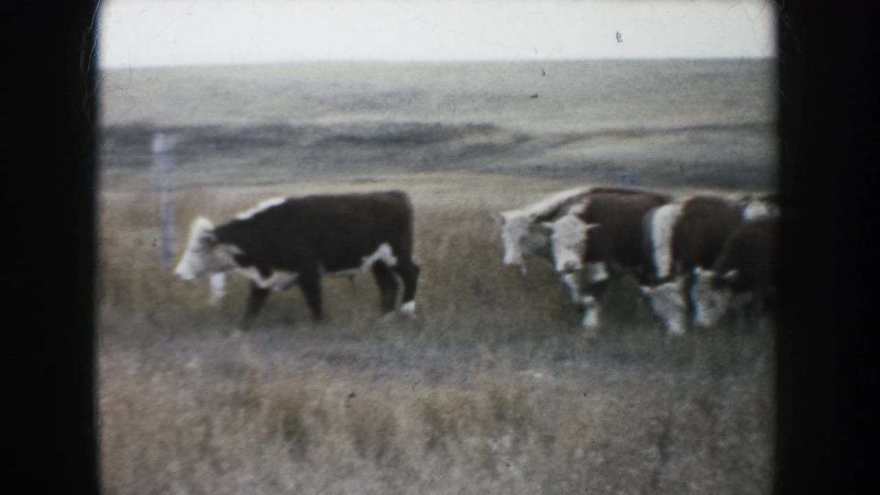 Brown-and-white cattle cross a South Dakota prairie field in a soft, grainy 1953 8mm home-movie frame.