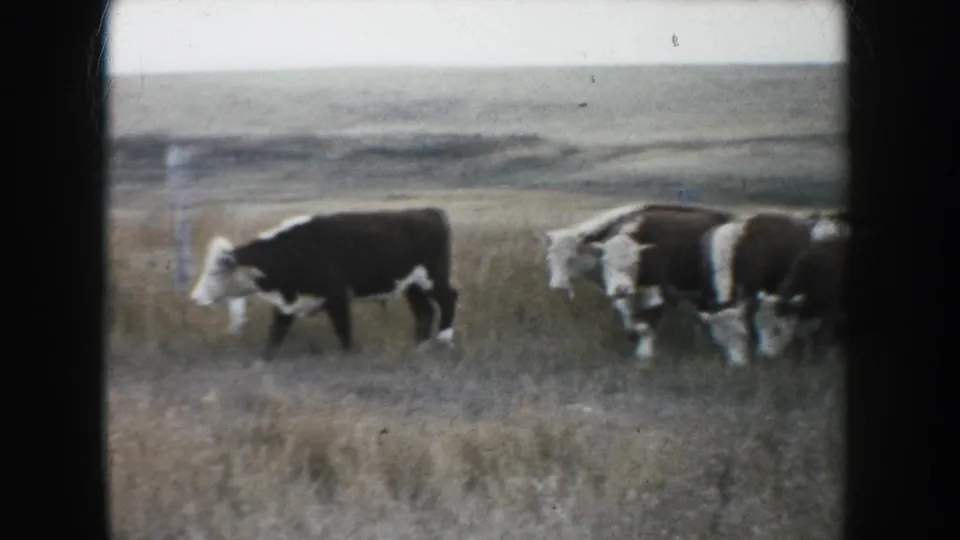 Brown-and-white cattle cross a South Dakota prairie field in a soft, grainy 1953 8mm home-movie frame.
