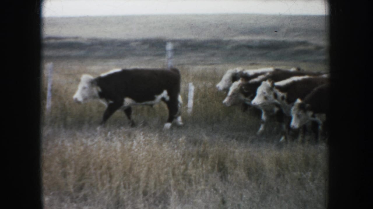 A cow leads part of a herd through tall South Dakota prairie grass, with fence posts faintly visible behind them.