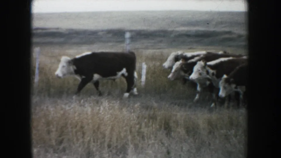 A cow leads part of a herd through tall South Dakota prairie grass, with fence posts faintly visible behind them.
