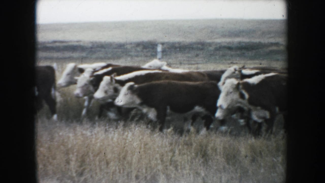 The herd gathers across the foreground of a 1953 South Dakota prairie frame, with dry grass and distant low hills behind.