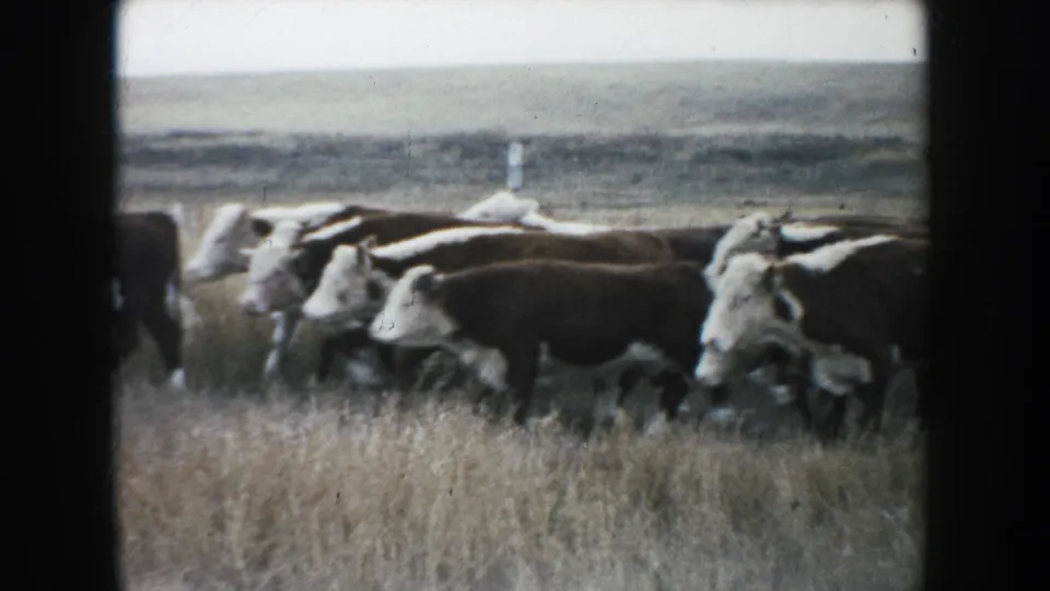 The herd gathers across the foreground of a 1953 South Dakota prairie frame, with dry grass and distant low hills behind.