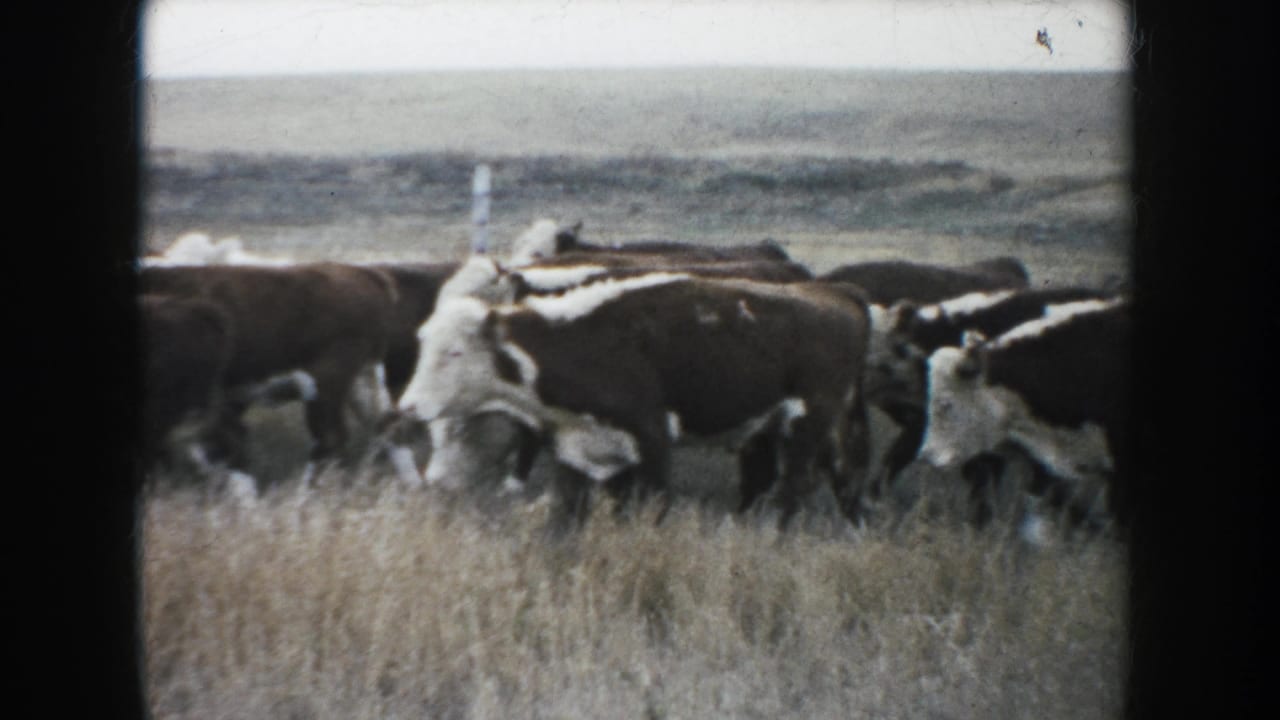 In 1953 South Dakota 8mm footage, brown and white cattle pass through dry prairie grass with a distant fence line behind them.