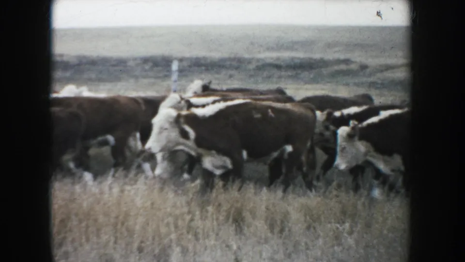 In 1953 South Dakota 8mm footage, brown and white cattle pass through dry prairie grass with a distant fence line behind them.
