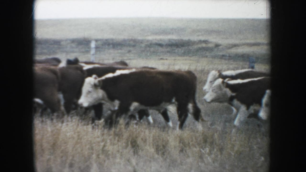 Brown and white cattle cross the South Dakota prairie in a soft 1953 8mm frame, with low open land and fence posts in the background.