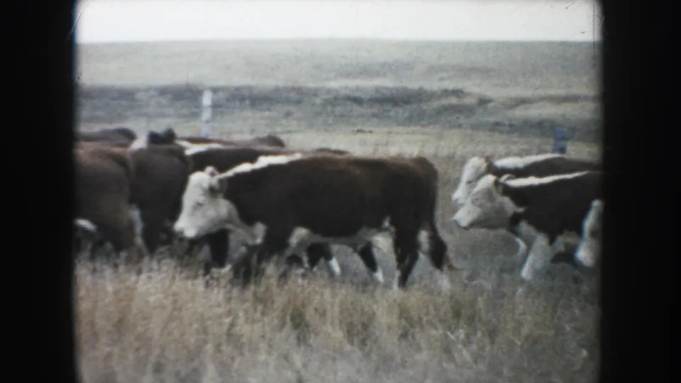 Brown and white cattle cross the South Dakota prairie in a soft 1953 8mm frame, with low open land and fence posts in the background.