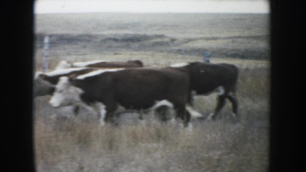 A close 8mm view shows brown and white cattle moving through tall prairie grass in the South Dakota ranch scene.