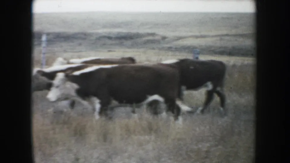 A close 8mm view shows brown and white cattle moving through tall prairie grass in the South Dakota ranch scene.