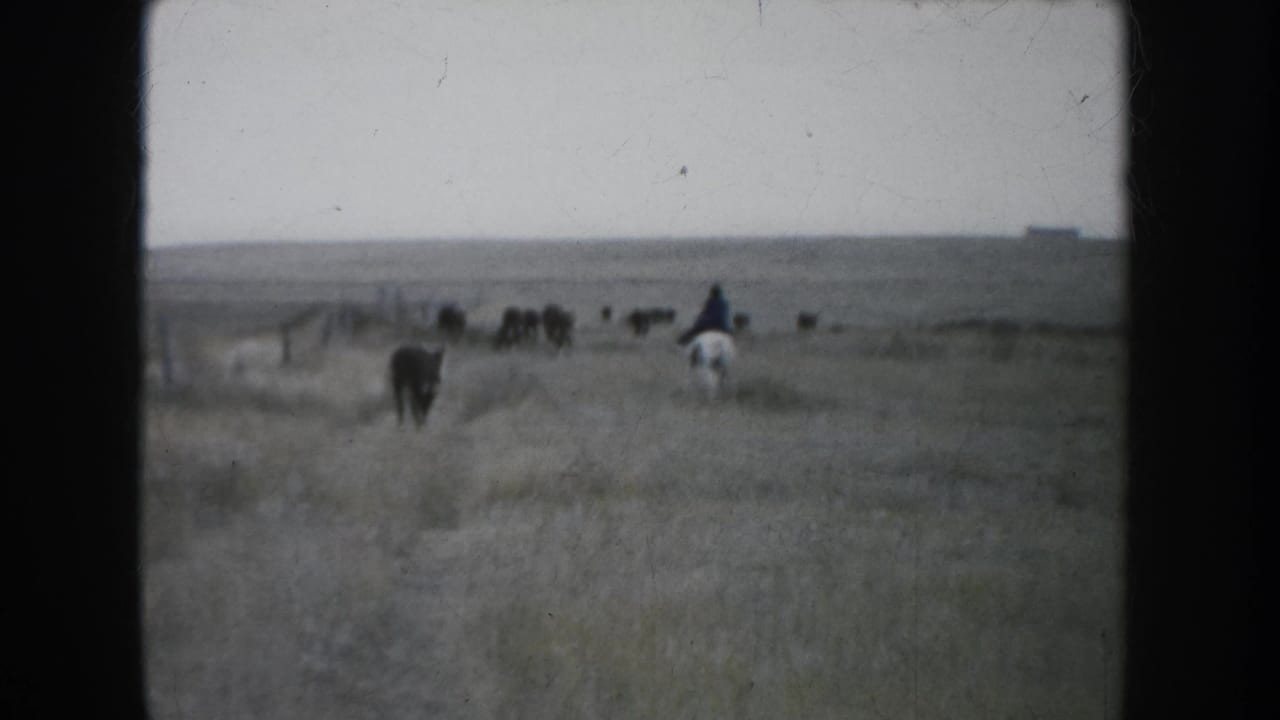Wide home-movie frame of a rider on a pinto horse crossing South Dakota prairie toward distant cattle in 1953 footage.