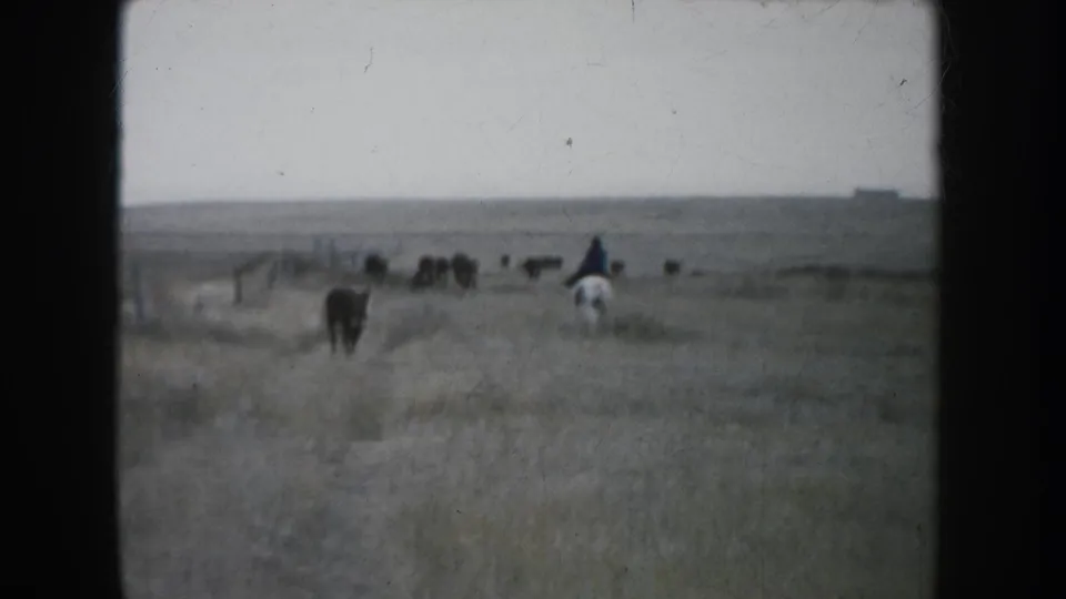 Wide home-movie frame of a rider on a pinto horse crossing South Dakota prairie toward distant cattle in 1953 footage.