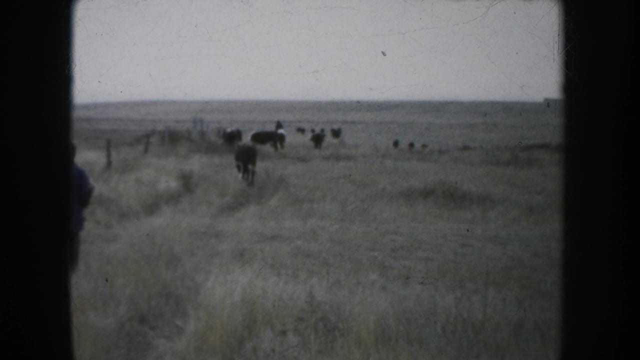 Rancher and cattle moving across open grassland under a pale sky.