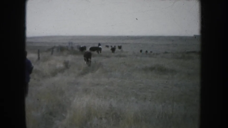 1953 South Dakota 8mm frame showing a distant rancher and scattered cattle on flat open grassland near a fence line.