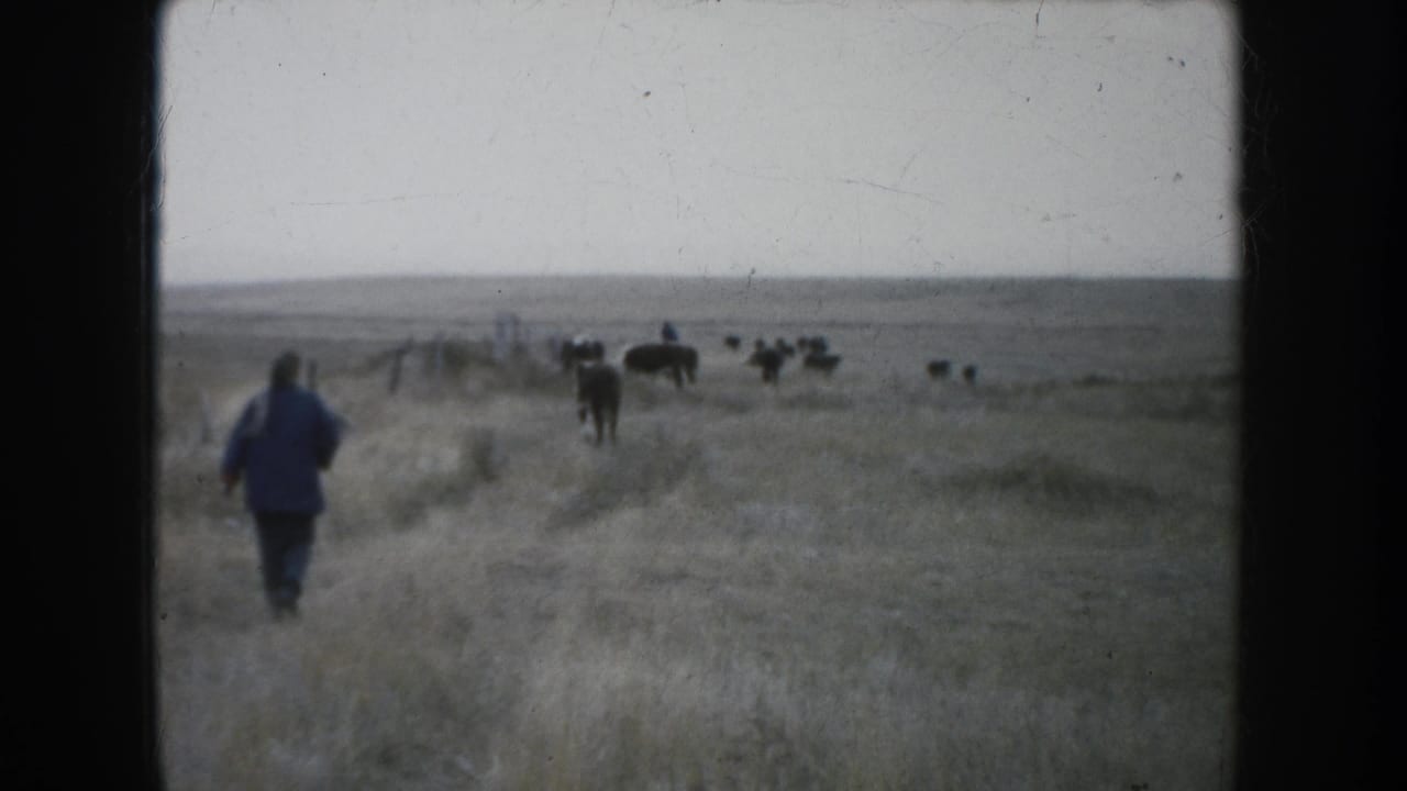 A man in a blue jacket walks through South Dakota grassland toward cattle spread across the open range in this 1953 home-movie frame.