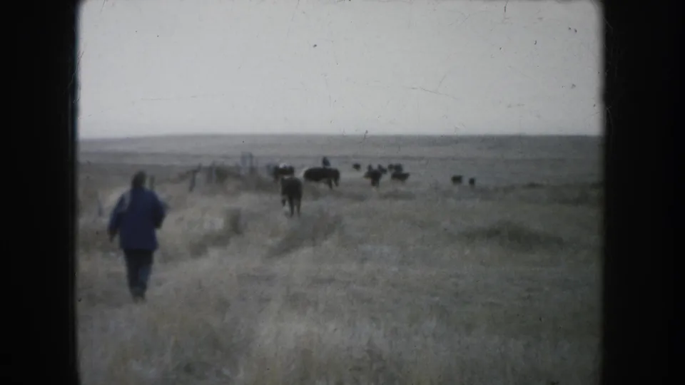 A man in a blue jacket walks through South Dakota grassland toward cattle spread across the open range in this 1953 home-movie frame.