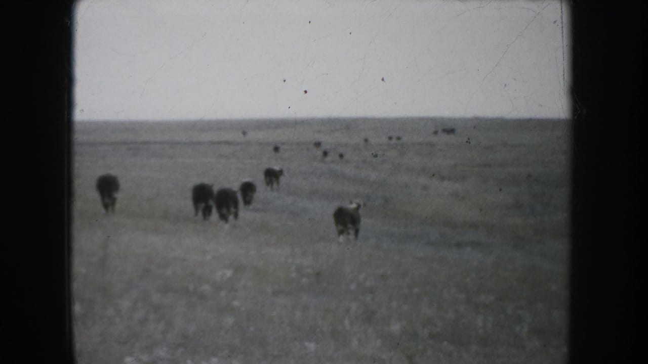 Cattle are scattered across a broad South Dakota prairie landscape, with muted 8mm color and a low distant horizon.