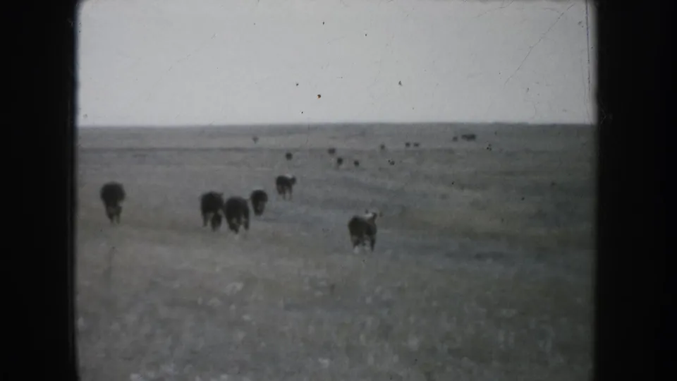Cattle are scattered across a broad South Dakota prairie landscape, with muted 8mm color and a low distant horizon.