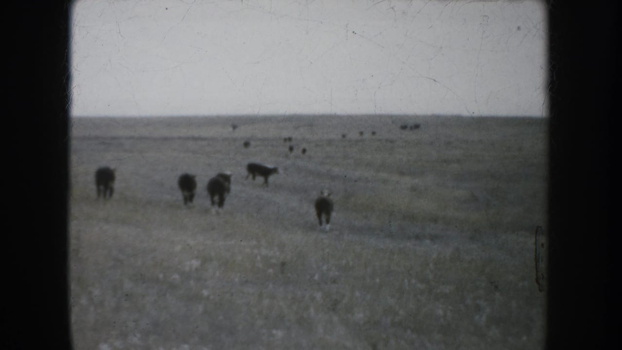 Several cattle stand and move across open South Dakota grassland, framed by 8mm film borders and a broad horizon.