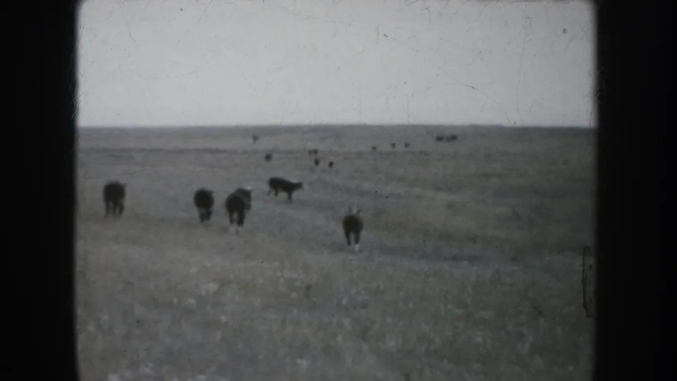 Several cattle stand and move across open South Dakota grassland, framed by 8mm film borders and a broad horizon.