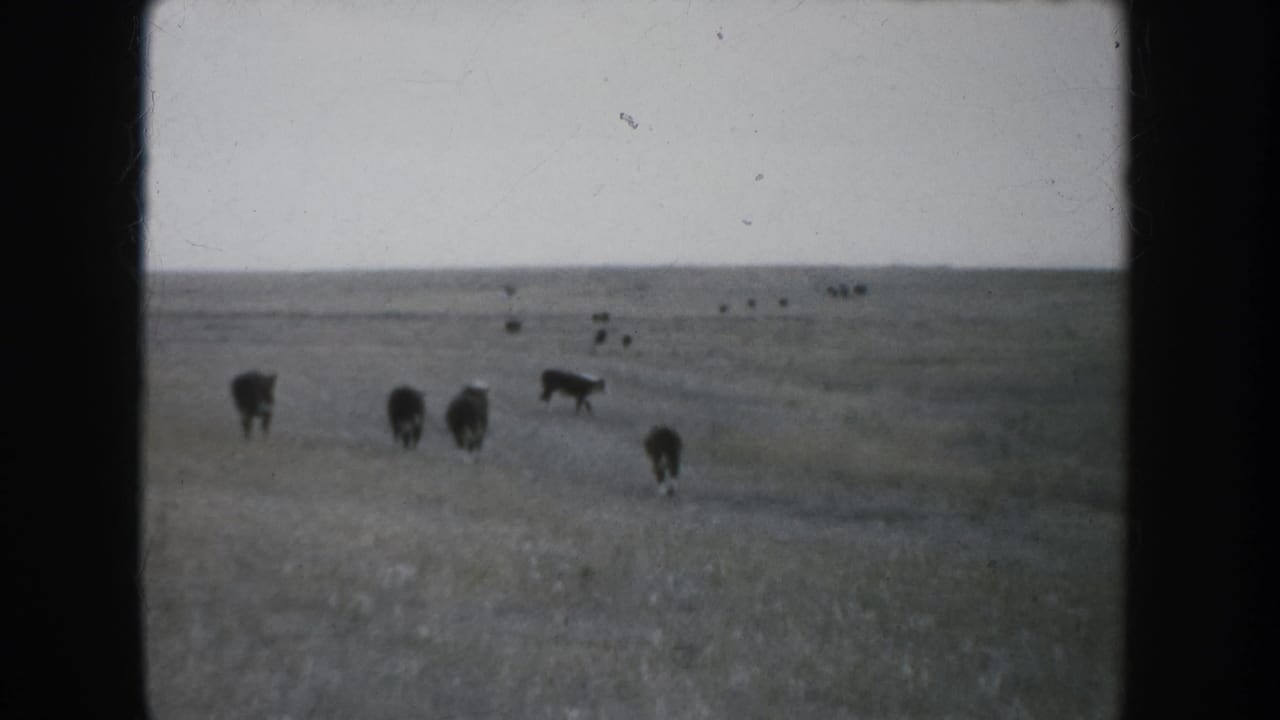 Cattle graze and walk across an open pasture under a pale sky.