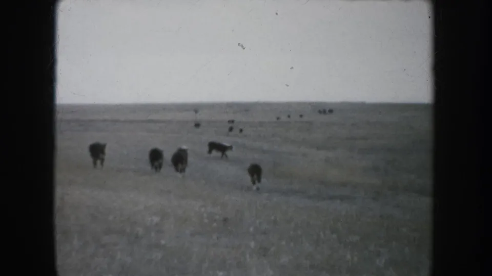 1953 South Dakota 8mm frame showing cattle spread across open grassland with a flat horizon and dark film borders.