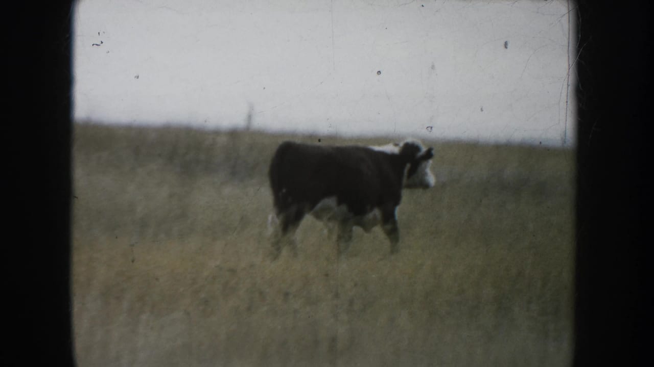 1953 South Dakota ranch frame showing a black-and-white cow in tall pasture grass with a soft, faded 8mm look.