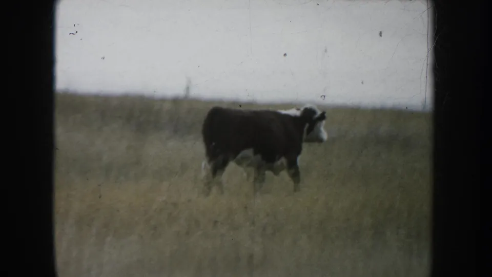 1953 South Dakota ranch frame showing a black-and-white cow in tall pasture grass with a soft, faded 8mm look.