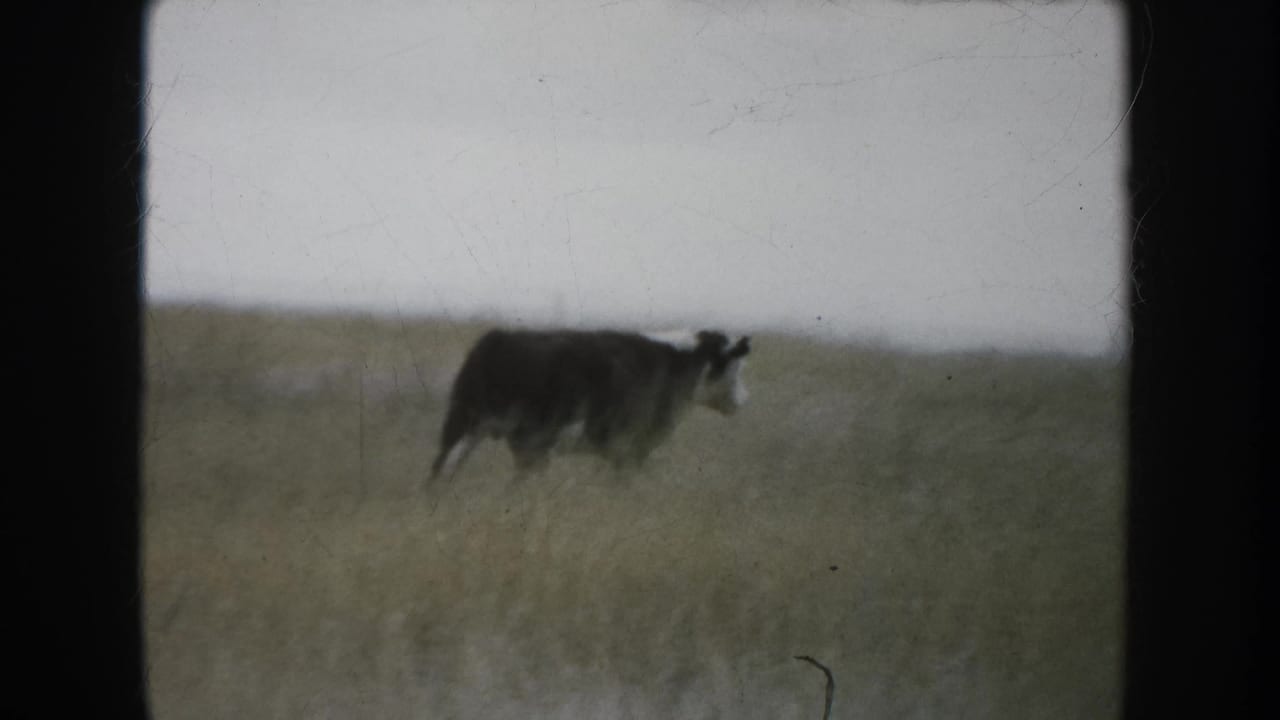 Cow standing in tall prairie grass beneath a pale sky.