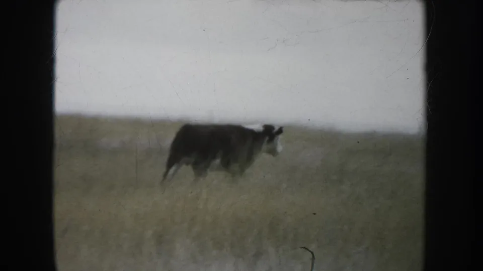 A cow moves through tall grass on a South Dakota prairie in soft 1953 8mm home-movie footage.